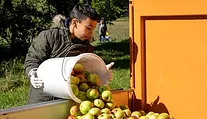 Apfelernte im Schulgarten - GWRS Oberrot
